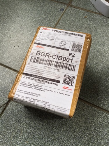 Bonggol Alocasia Watsoniana