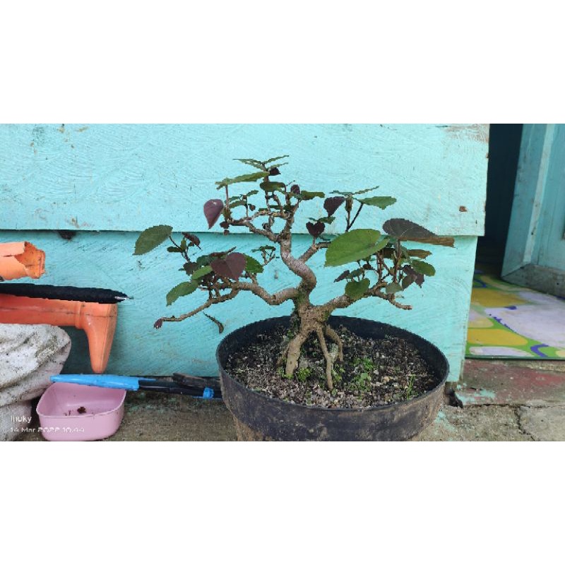 Bonsai Waru