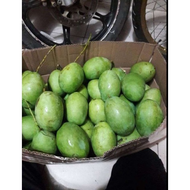 

mangga manalagi tua mengkel