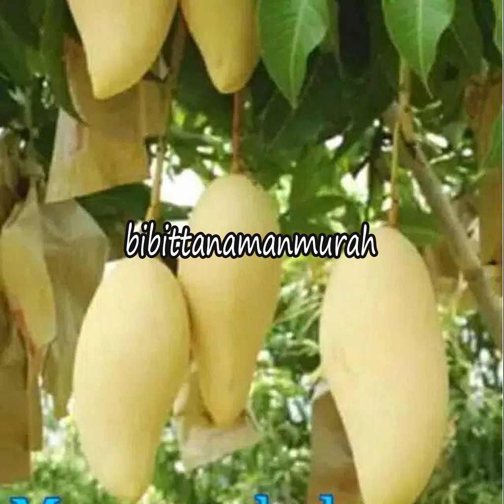 PAKET 3 BIBIT MANGGA COKANAN OKULASI