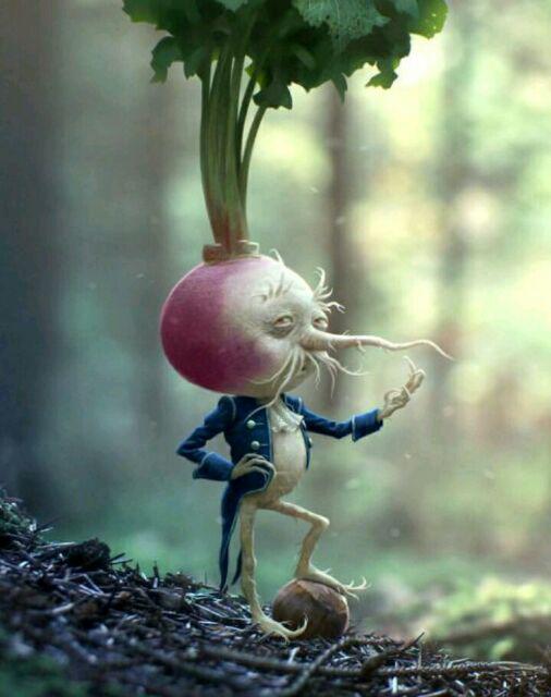 Portulaca Single Mix - Isi 150 Biji