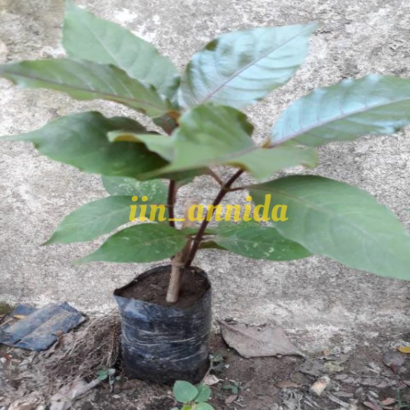 Bibit Tanaman Herbal Daun Ungu | Benih Daun Ungu