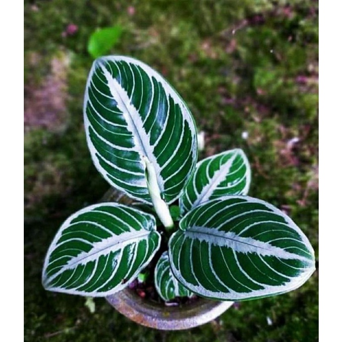 schismatoglottis Chevron philo