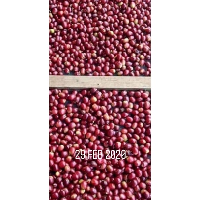 

kopi gayo