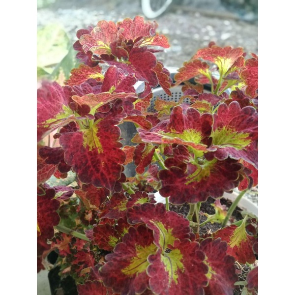 Miana ratu/miana sultan