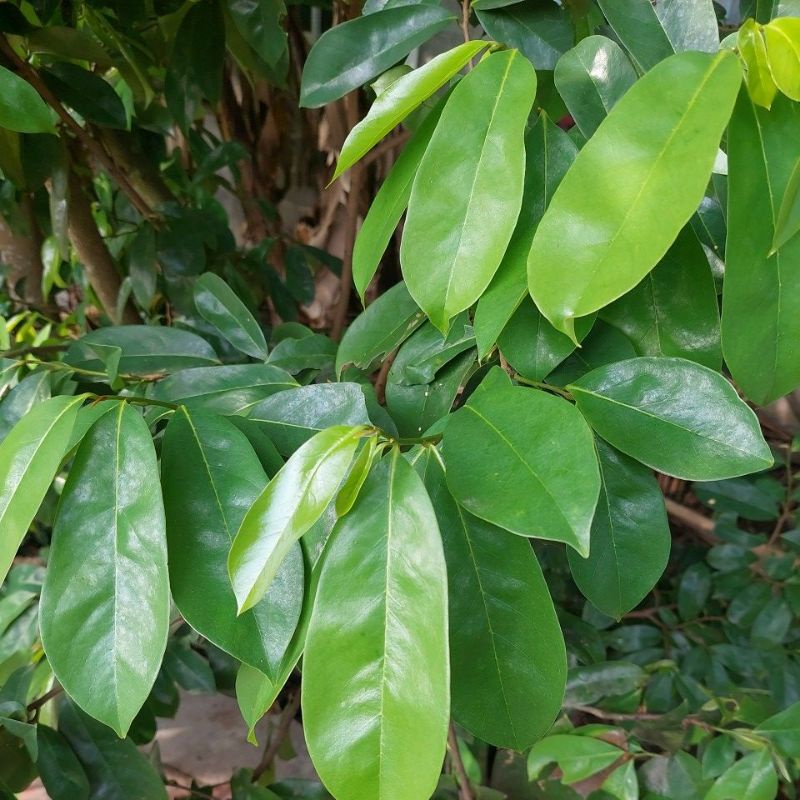 

daun sirsak obat herbal fresh