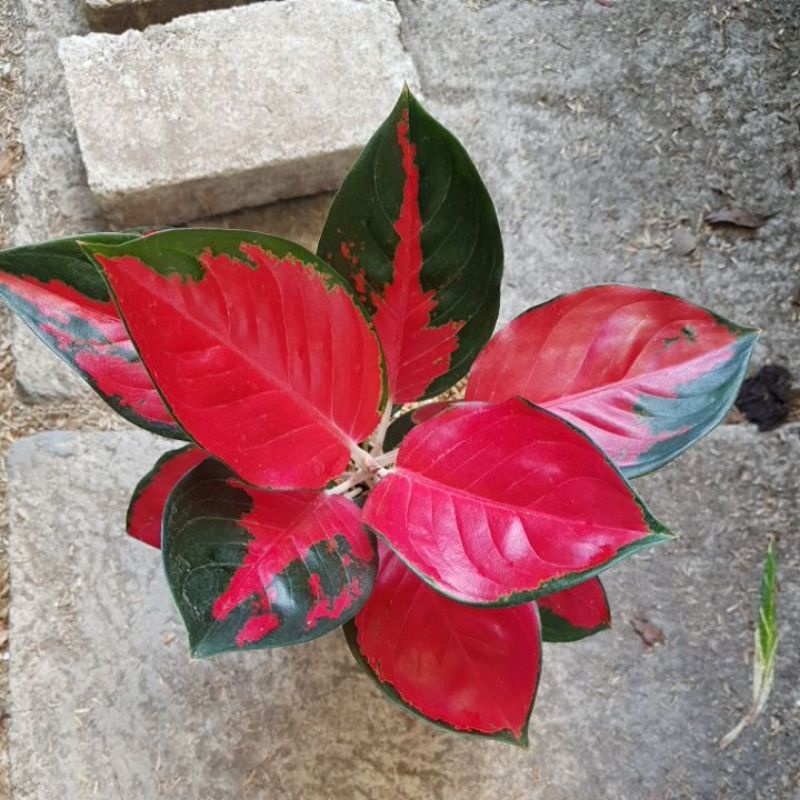 Aglonema Suksom Jumbo Real Pict