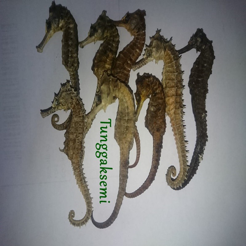 

PROMO 2pcs Kuda Laut Kering Premium