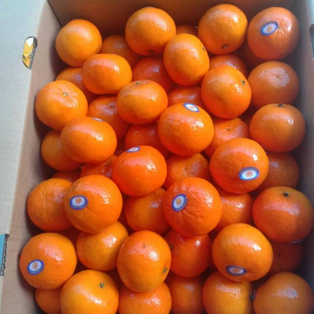 

Buah jeruk morcot mini australia
