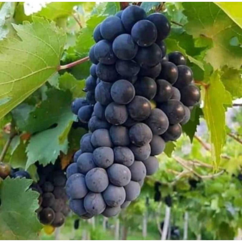 BIBIT ANGGUR BERBUNGA