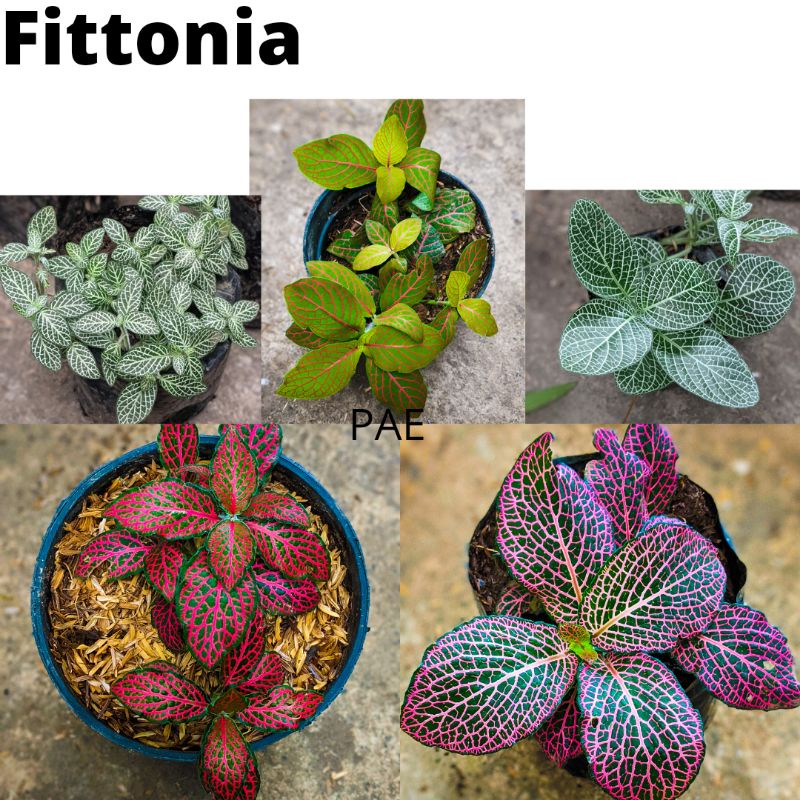 Tanaman Hias daun Fittonia - Tanaman Hias fitonia Daun pitonia BERGARANSI