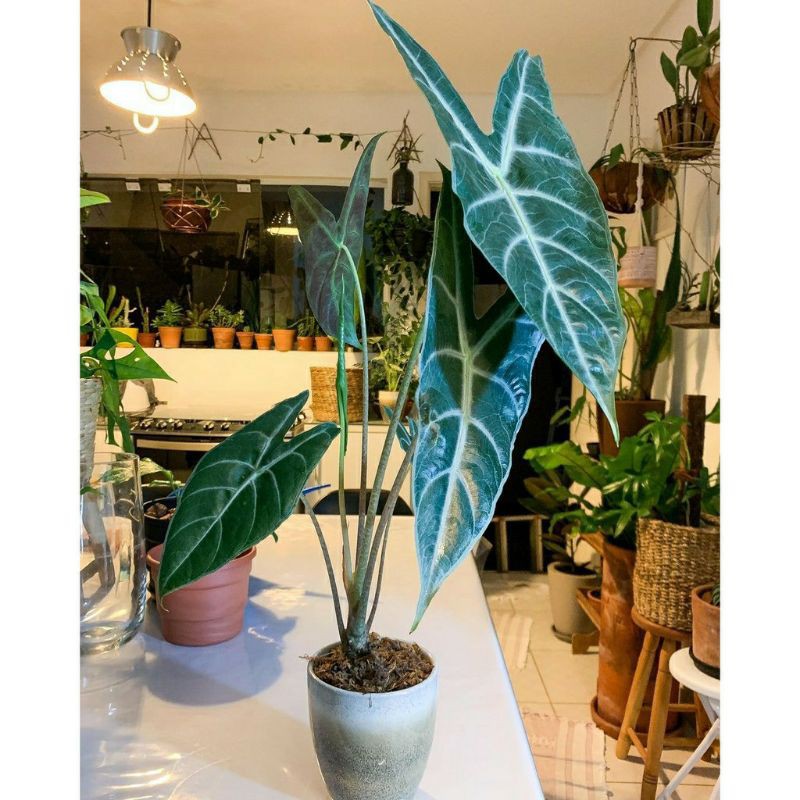 alocasia longiloba magnifica