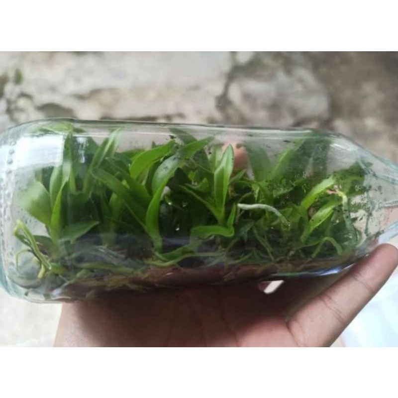 anggrek dendrobium hybrid botol seedling keriting/melintir