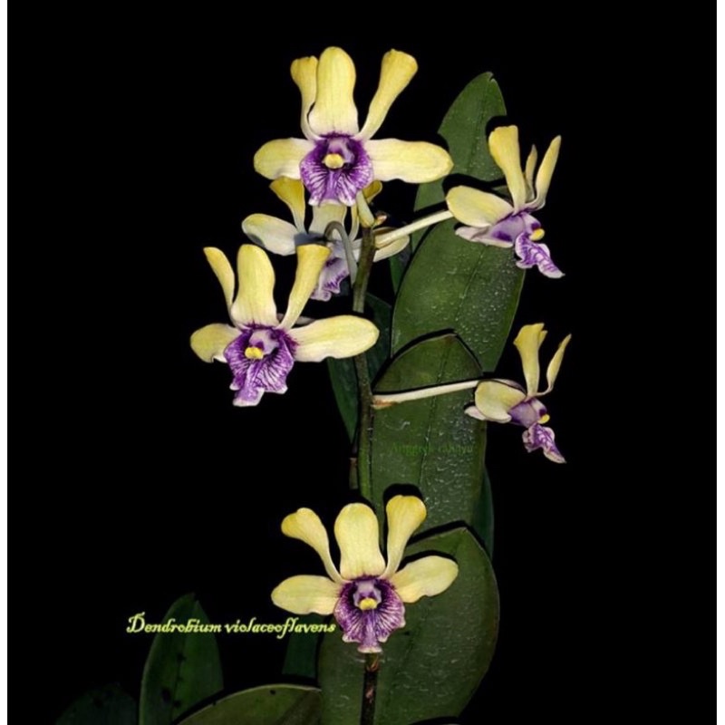 Anggrek violaceoflavens (anggrek besi)