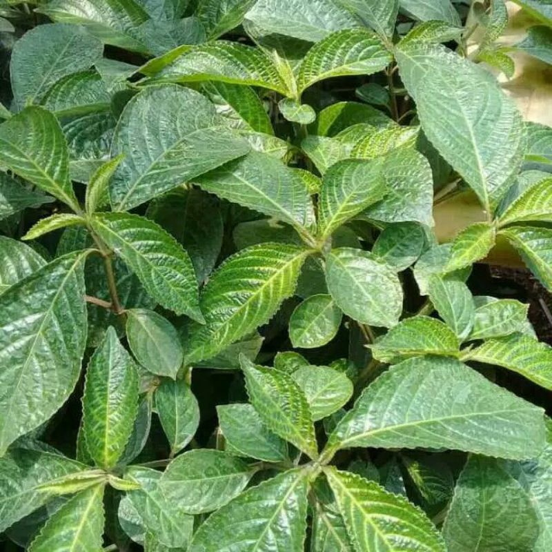 Jual Daun Keji Beling Segar Pecah Beling Segar Perlembar | Shopee Indonesia