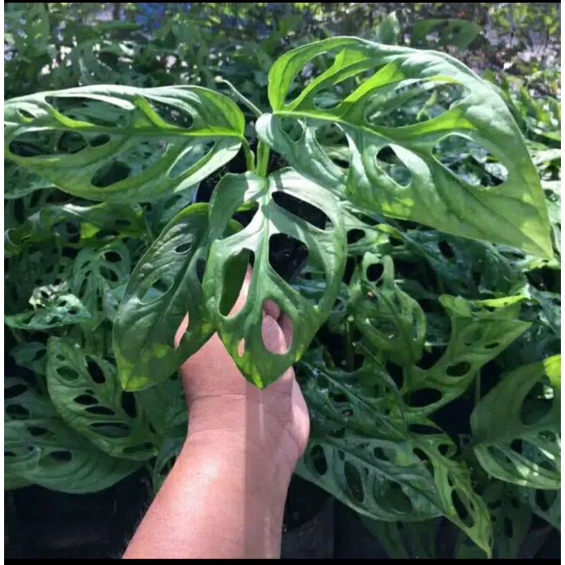 TANAMAN HIAS MONSTERA ADANSONI JANDA BOLONG/MONSTERA JANBOL/TANAMAN HIAS RAMBAT