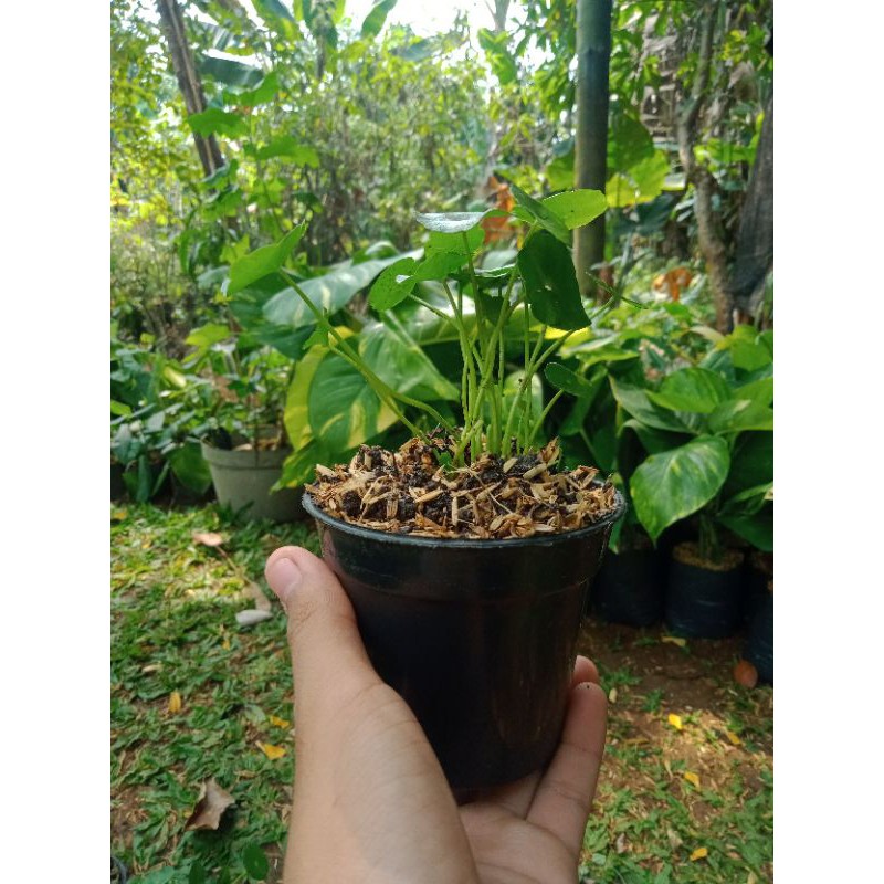 Tanaman pegagan tanaman Air pegagan