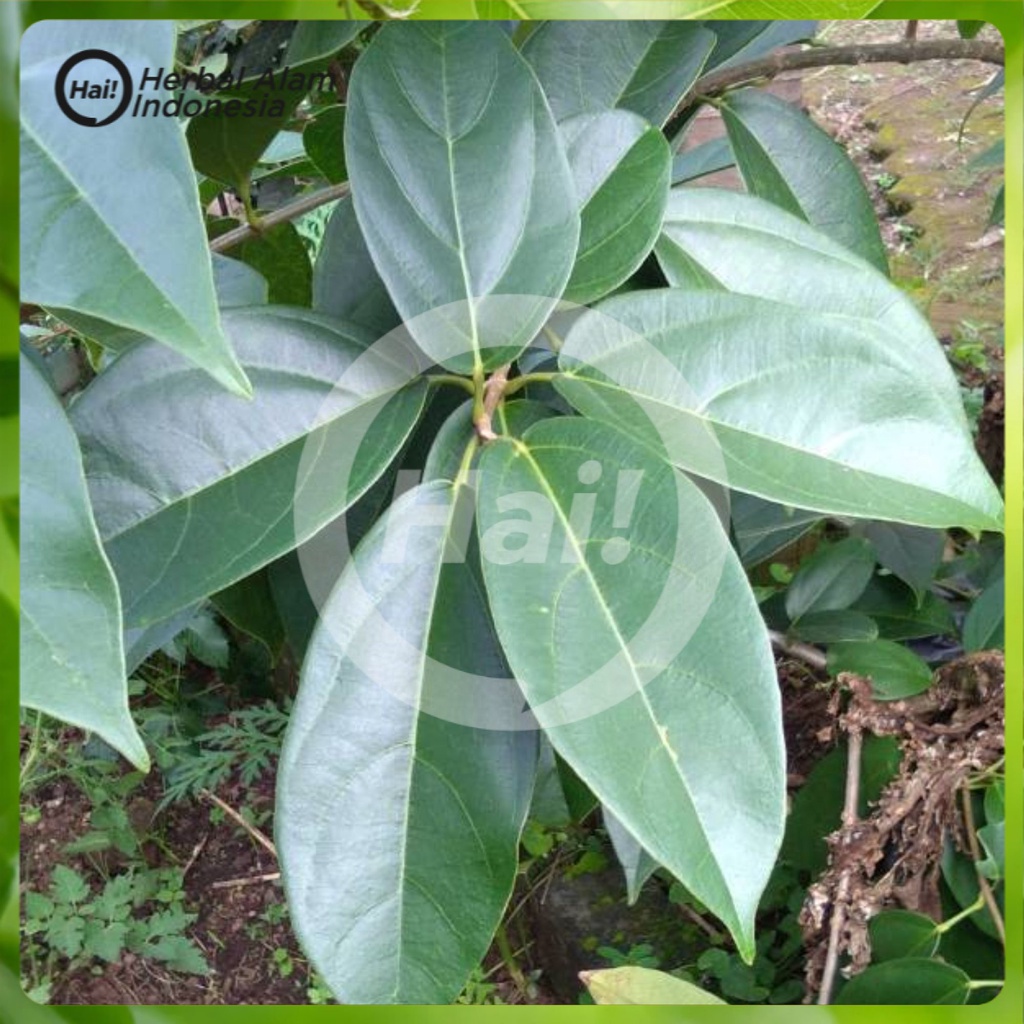 

DAUN CINCAU HIJAU PERDU 1KG