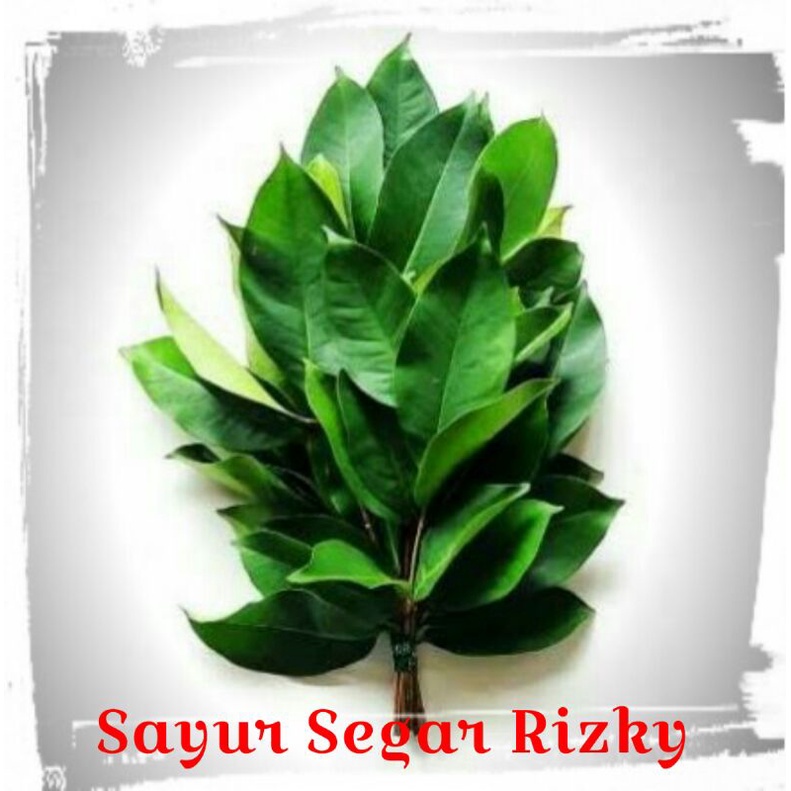 

Daun salam