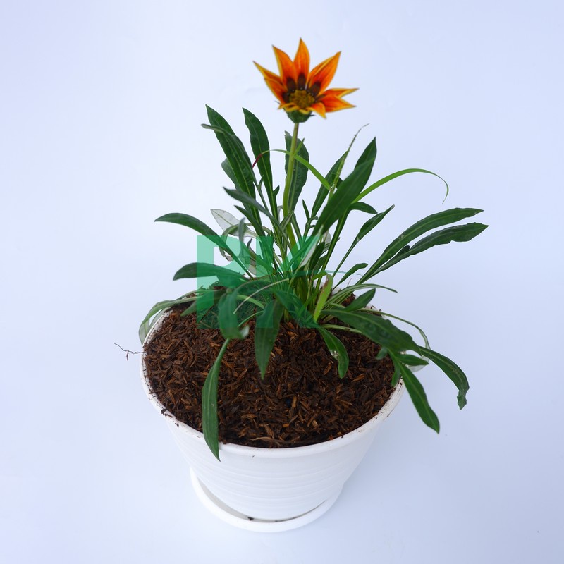 Tanaman gazani mini orange blooming sunflower (gazania) - BAKUL KEMBANG