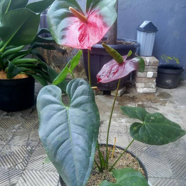 Tanaman anthurium presiden langka