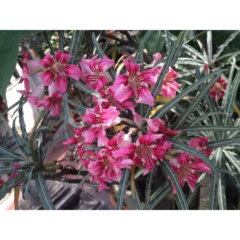 Benih/biji Adenium Somalense crispum hybrid