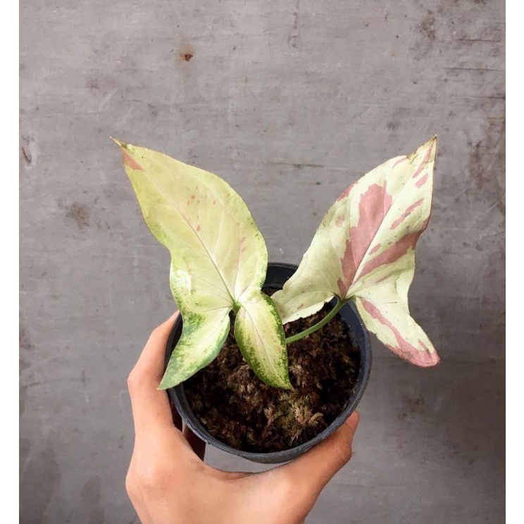 Syngonium pink salmon / singonium