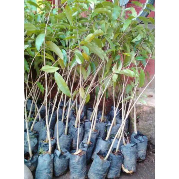 Jual Tanaman Bibit Pohon Gaharu Super Bibit / Biji / Benih Ny@R