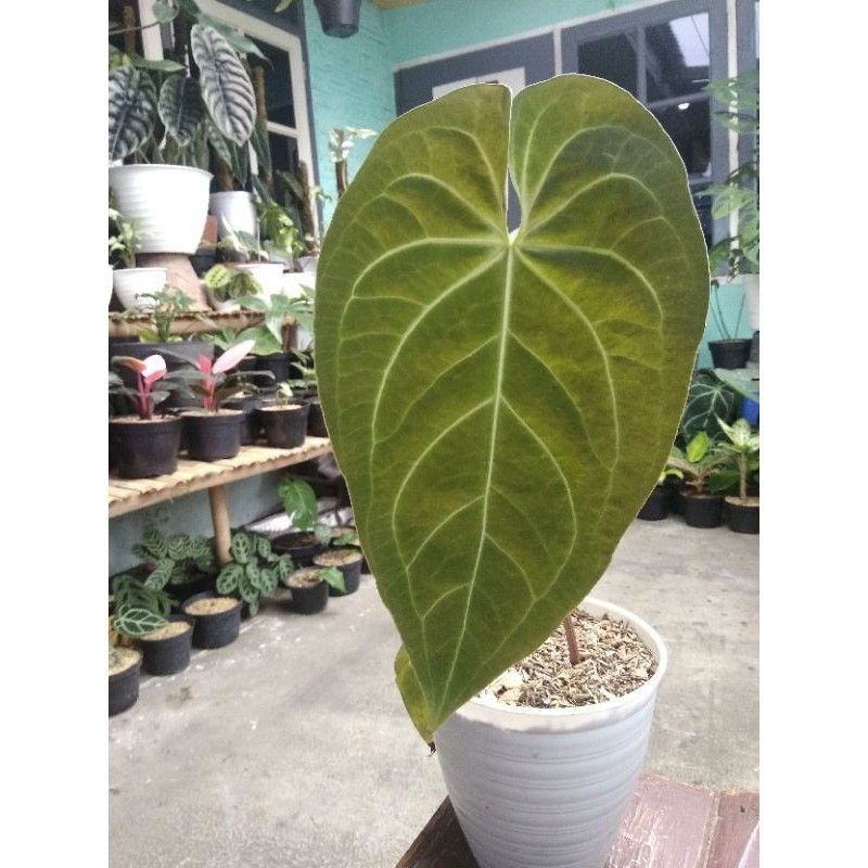 KUPING GAJAH MAGNIFICUM