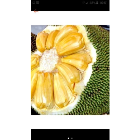 

Buah nangka matang 1 kilo