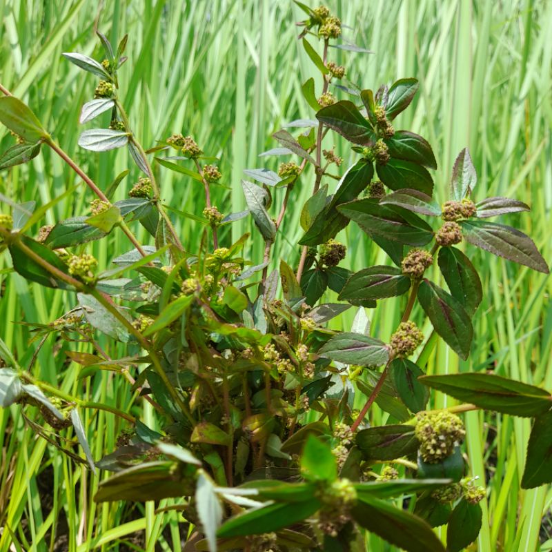 

Daun patikan Kebo /patikan kebo Segar per 300 grm