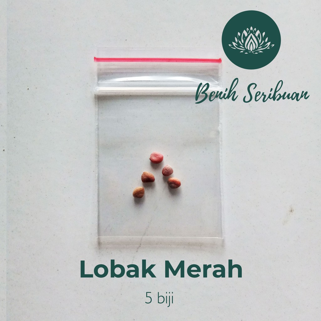 5 Benih Bibit Lobak Merah F1 Hibrida Rosy Sayuran Red Radish Known You Seed Tanaman Sayur Unggul