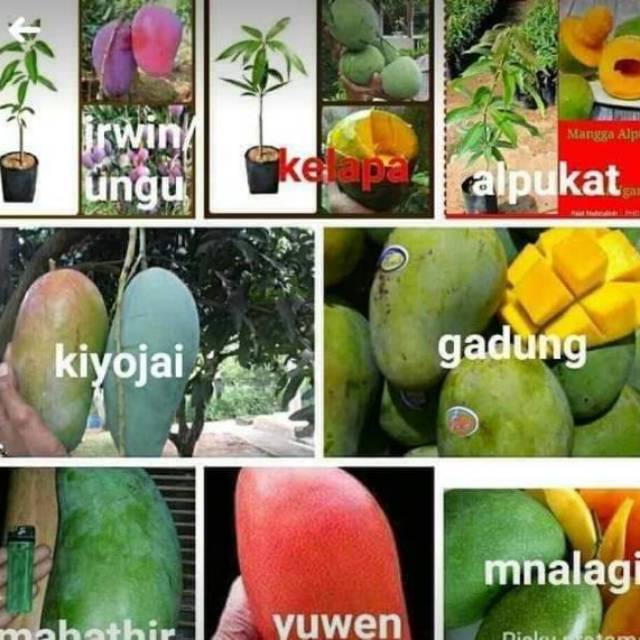 bibit mangga promo dapat 8 bibit jenis mangga