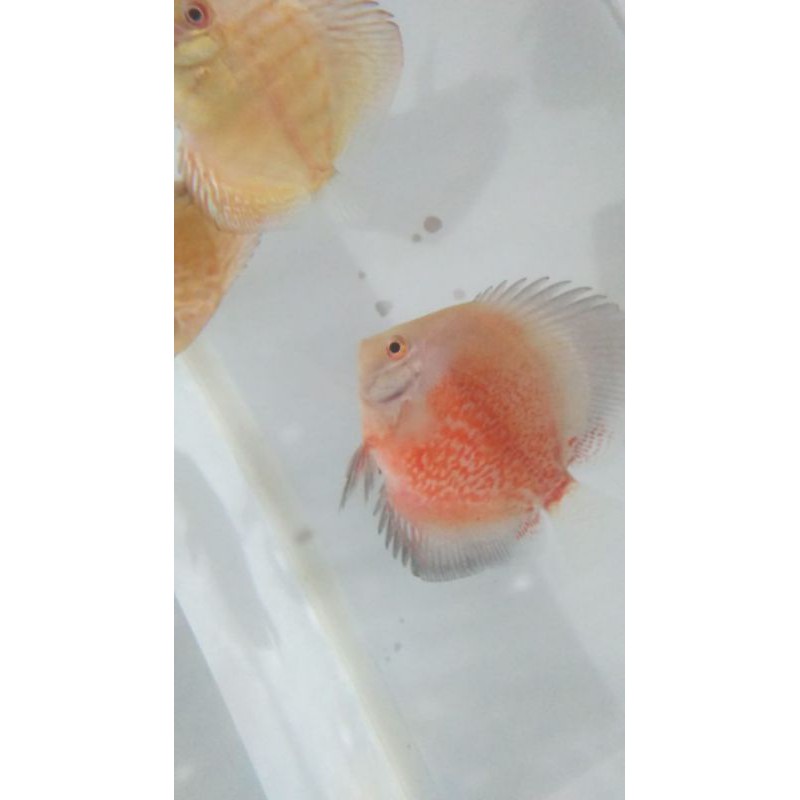 Discus Rising Sun