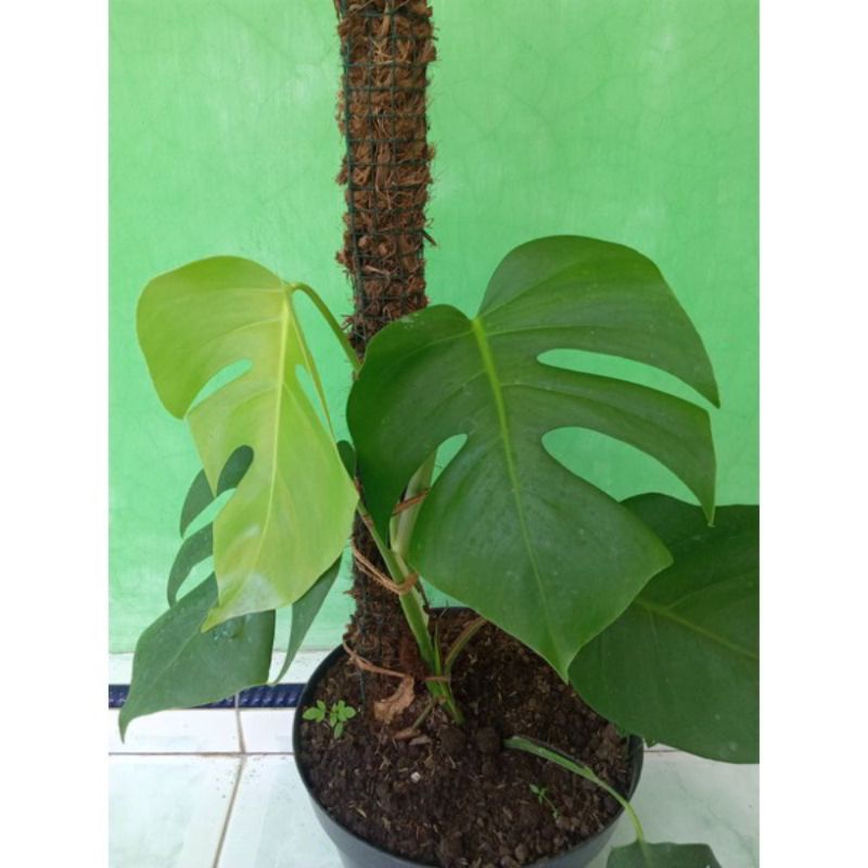 TERLARIS MONSTERA DELICIOSA TANAMAN HIAS DAUN UNIK MERAMBAT