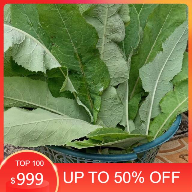 

1kg Daun Tempuyung segar bebas pestisida