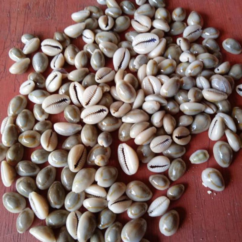 Biji congklak/Biji mainan/Biji mutiara congklak/Biji kuwuk congkak/dakon