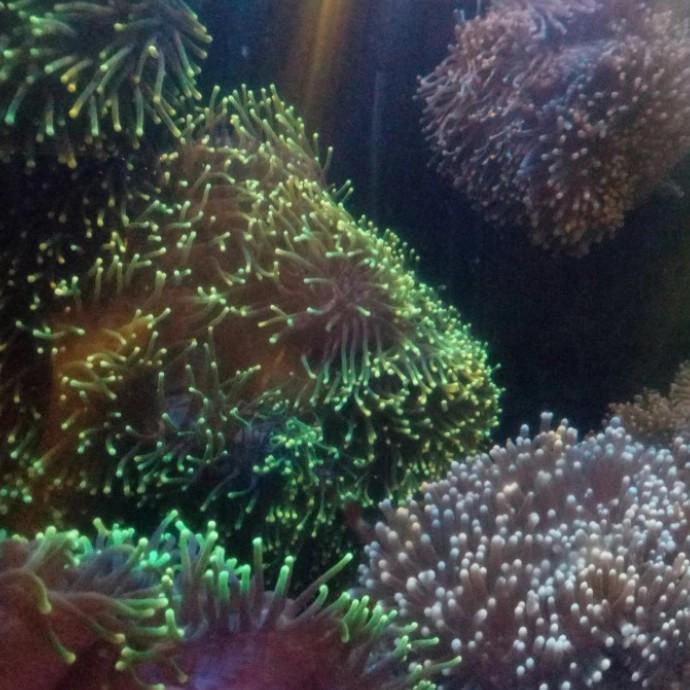 Aqua | Anemon Clown Hijau Size M (Rumah Ikan Nemo)