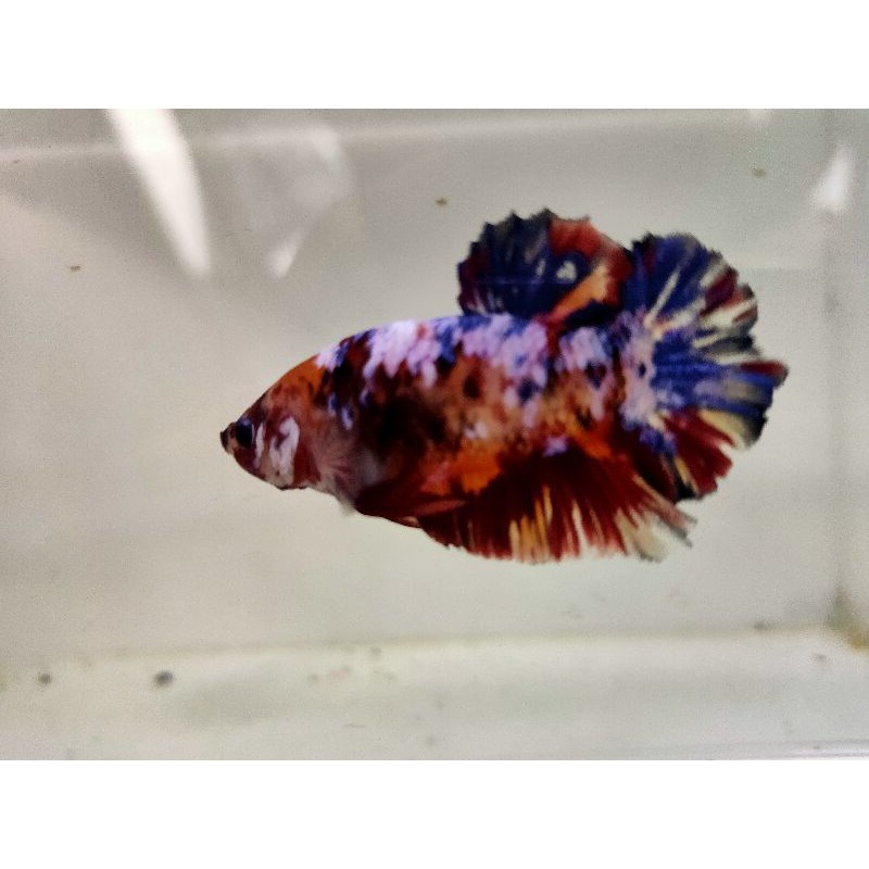 cupang red koi galaxy