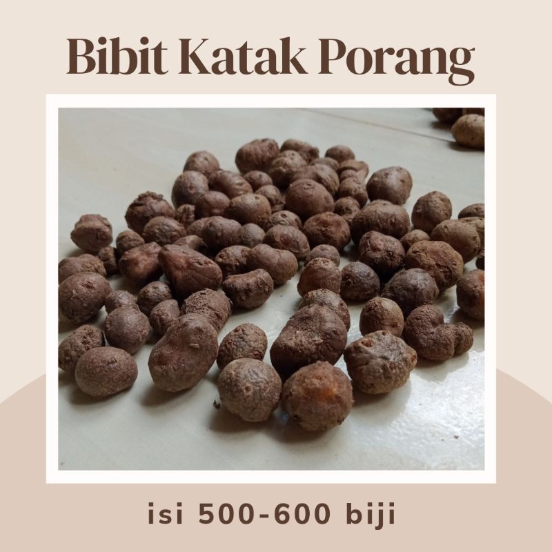 BIBIT KATAK PORANG SUPER ASLI DORMAN 1KG