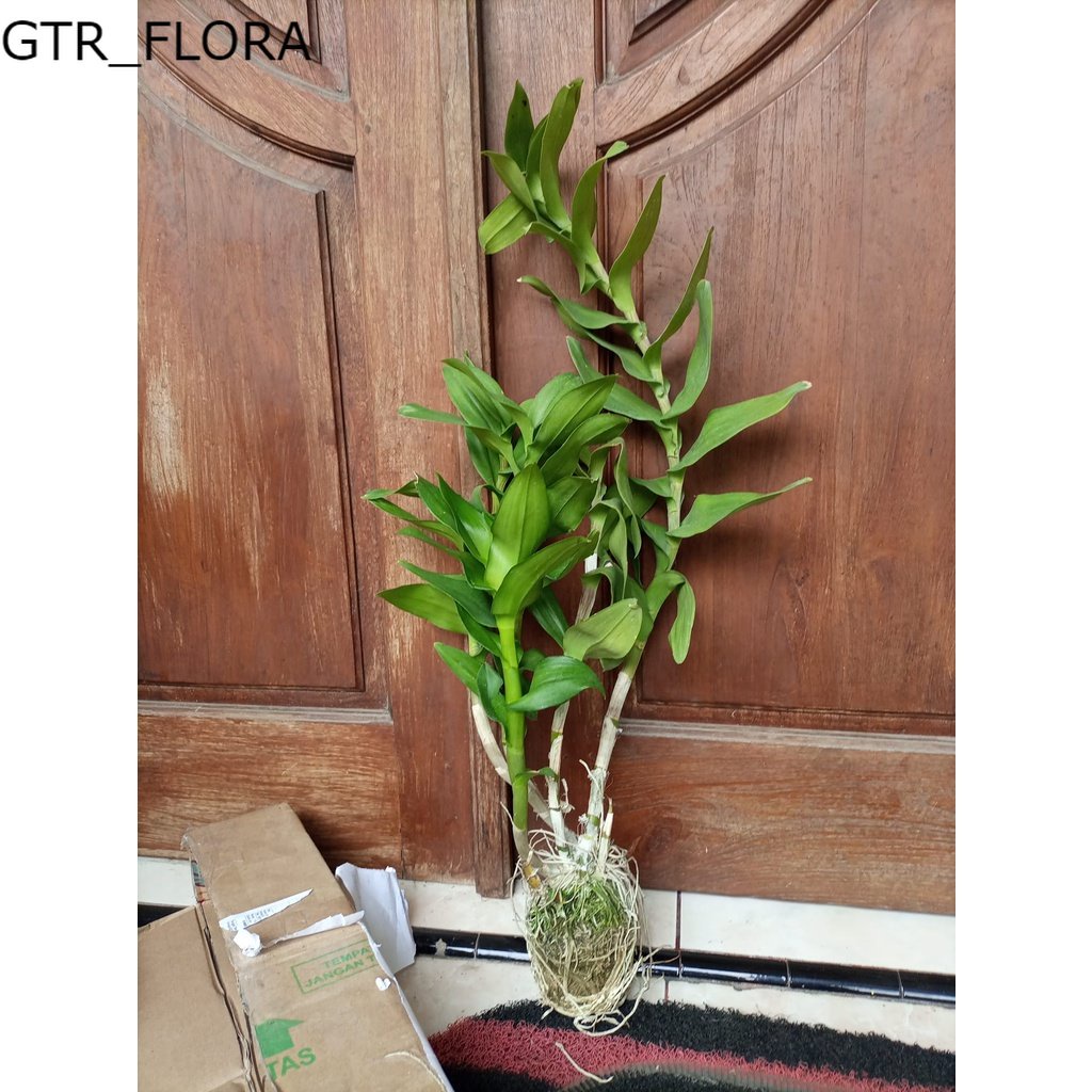 anggrek jumbo jenis dendrobium