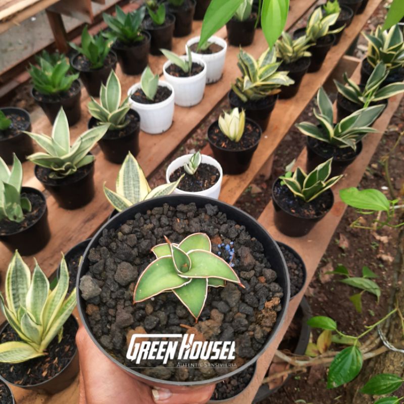 sansevieria hybride pinguila/sansevieria pinguen/sansevieria