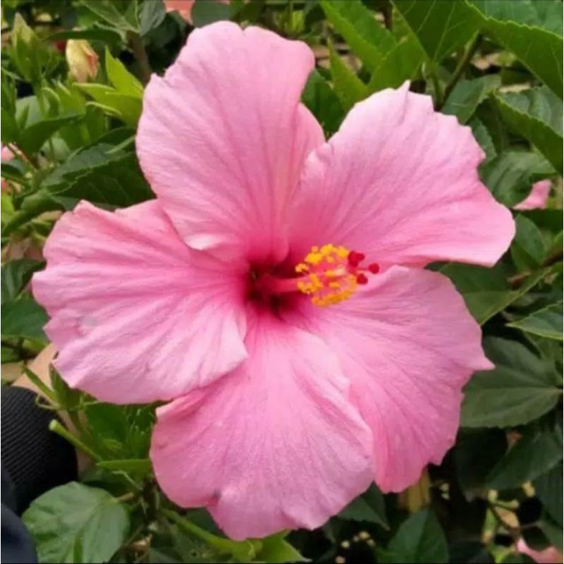 Tanaman Hias Bunga Kembang Sepatu Bunga Pink / Kembang Sepatu