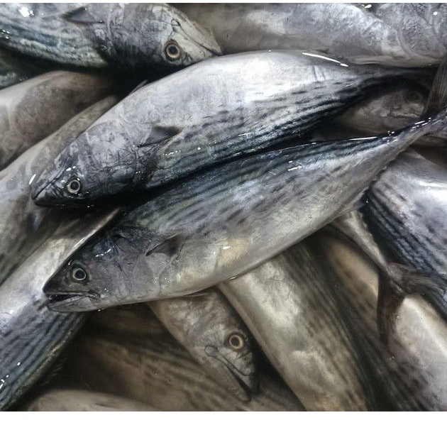 

Ikan Tongkol Segar Ikan Tongkol Tongri Ikan Fresh Laut Kualitas GARANSI SEGAR