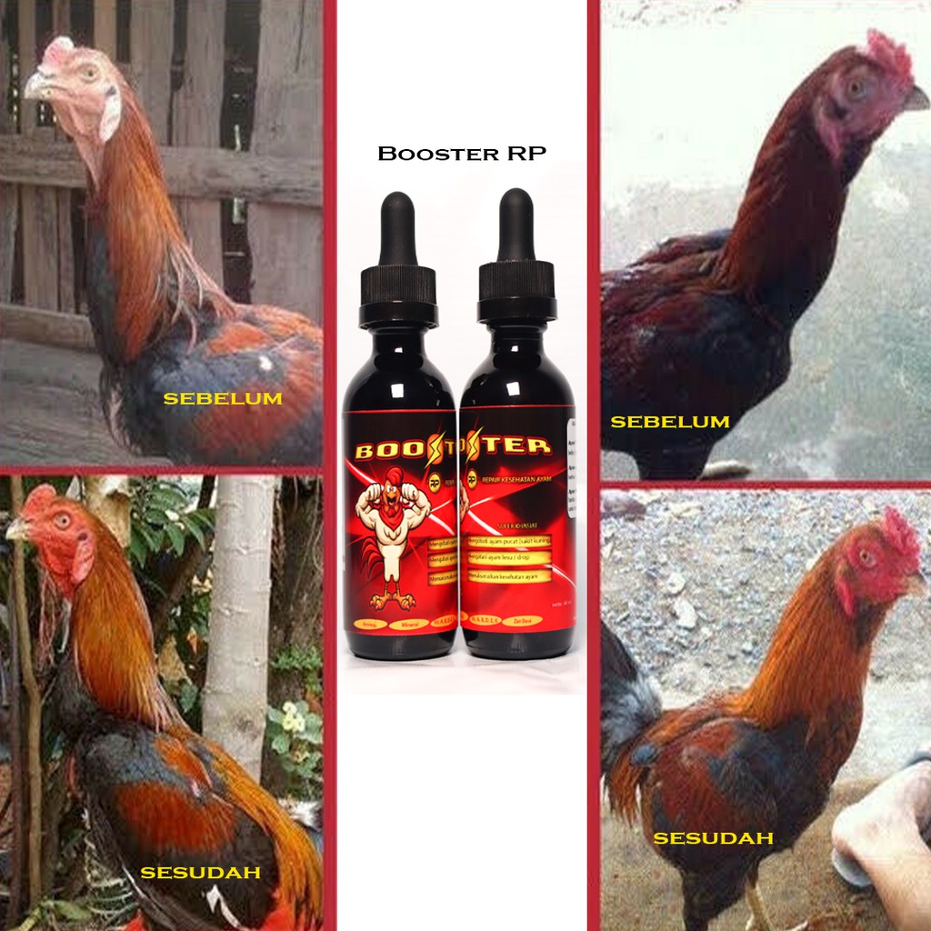 BOOSTER SUPLEMEN RP MULTIVITAMIN AYAM LAGA AYAM SEHAT AGRESIF DAN MENTAL FULL