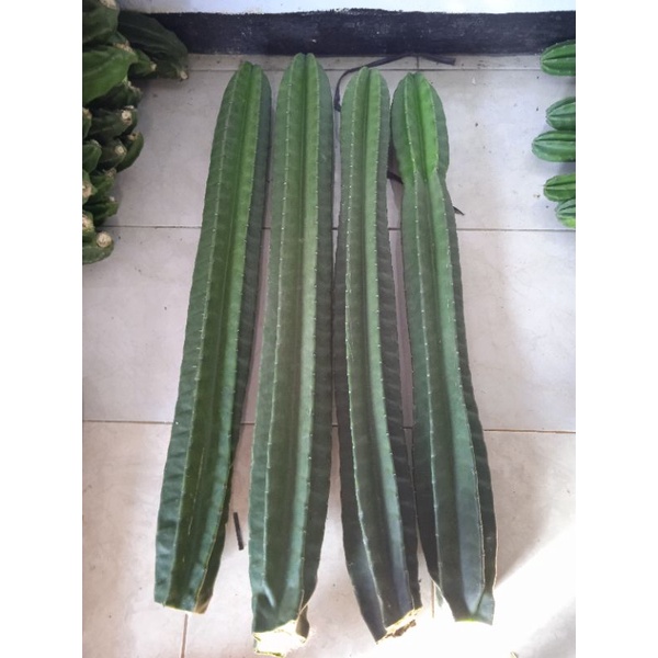 kaktus koboi tanpa duri kaktus koboi 1 meter kaktus koboi kaktus koboi jumbo kaktus koboi besar kakt