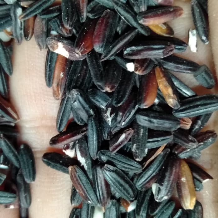 

Ketan Hitam 1kg Premium Murni / Organik / Superfood / Multivitamin / Bubuk / Powder