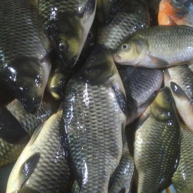

Ikan emas segar 500 gram