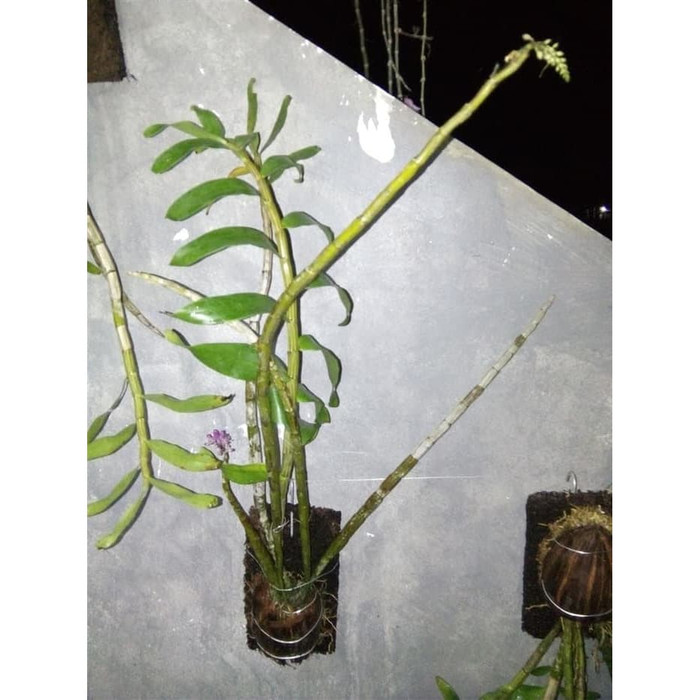 Anggrek Dendrobium Secundum , Anggrek Sikat