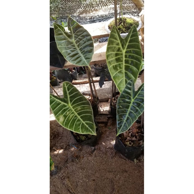 alocasia watsoniana (Rawatan)